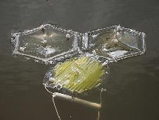 Plastic bags with semi-permeable membranes allow fresh water to flow out into the ocean, while retaining the algae and nutrients. Photo Credit: Penny Slinger Hills 