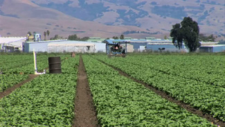 Ozone, produced by chemical reactions between vehicle exhaust and sunlight, damages crops and reduces yields. Credit: NASA Goddard's Scientific Visualization Studio