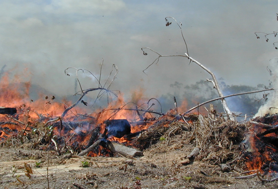 Brazilian rain forest is visible behind the smoke of an actively burning fire. Credit: NASA/Doug Morton