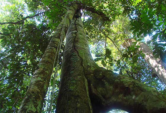 Accurate measurements of the height of Earth's forests can improve global efforts to monitor how much carbon they contain, while benefitting studies of forest biodiversity. Image credit: NASA/JPL-Caltech/Josh Fisher