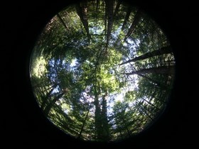 Hemispherical photograph of Penobscot Experimental Forest in Bradley, Maine. Credit: Dr. Sassan Saatchi / NASA Jet Propulsion Lab.