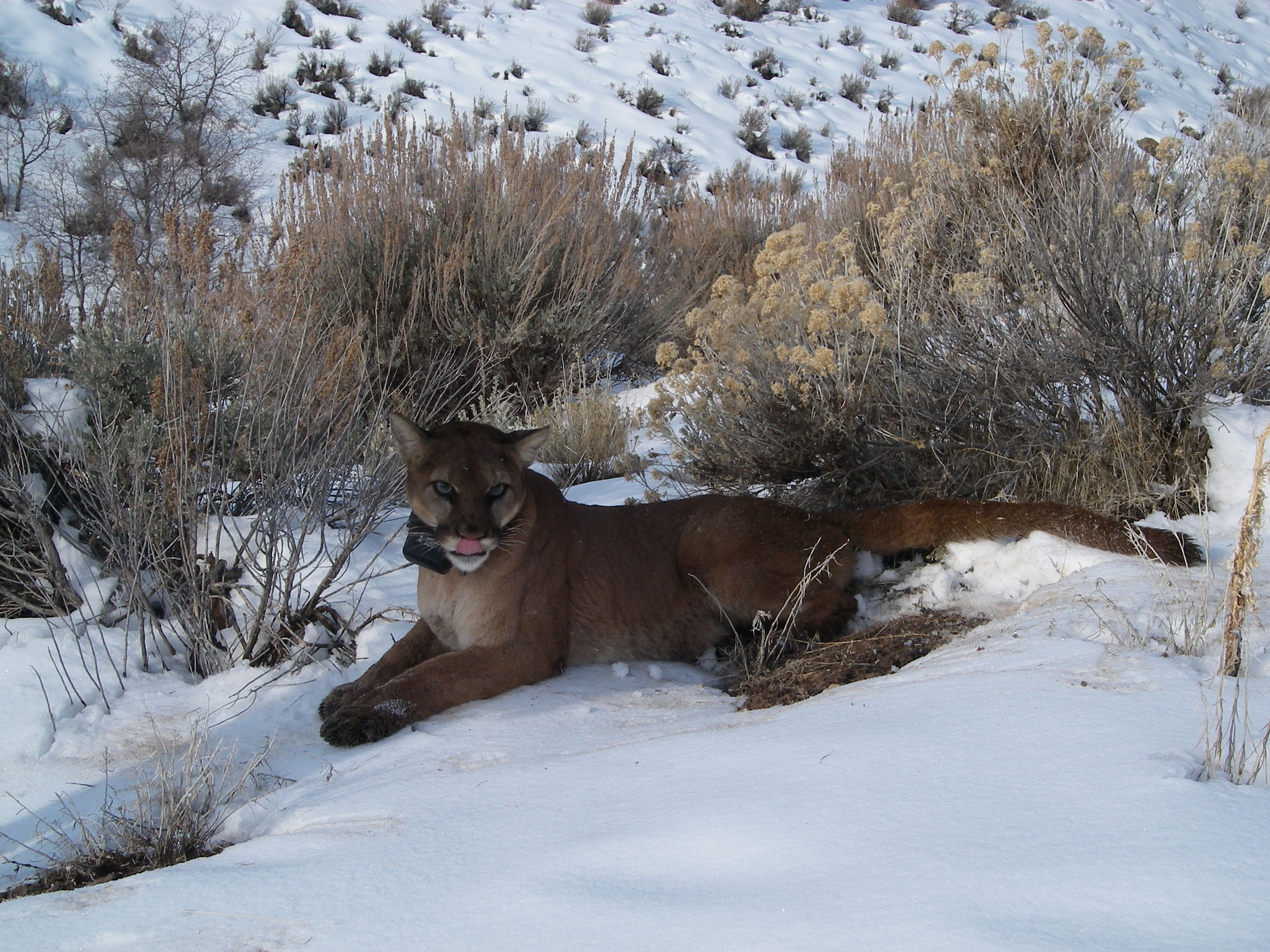 Adult female mountain lion