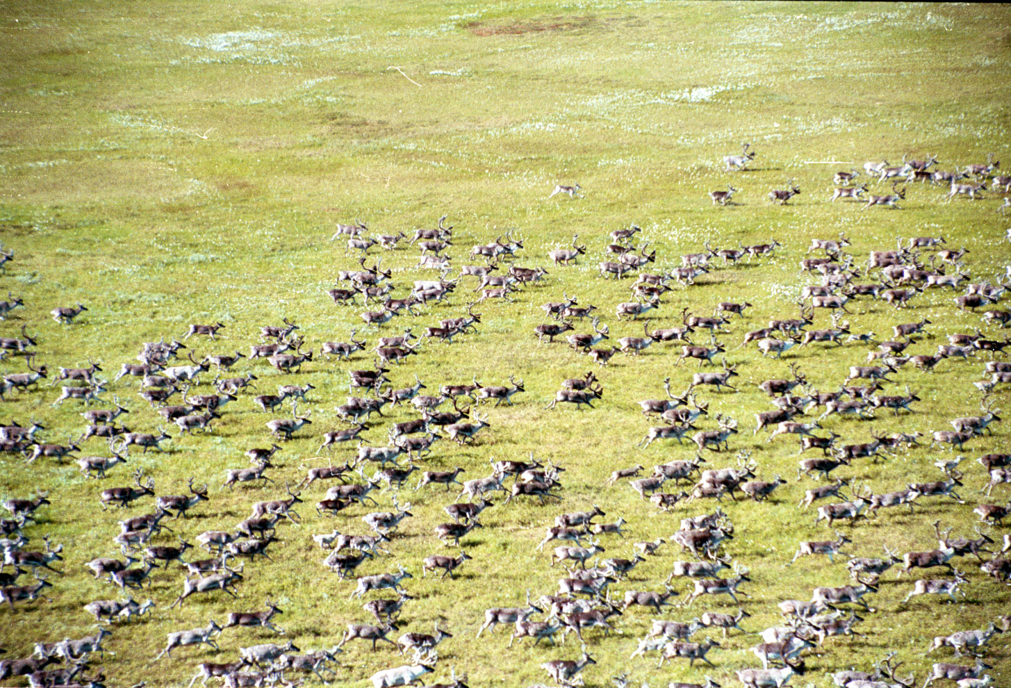 Taimyr reindeer