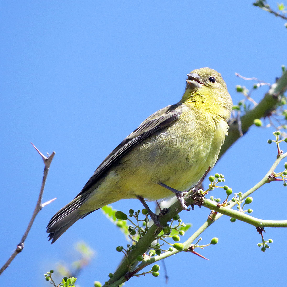 goldfinch