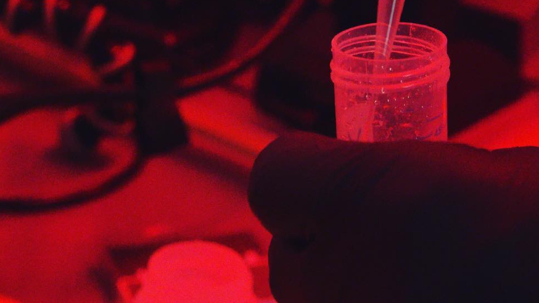 A researcher adds fluorescent labeled bacteria to water in an effort to measure the rate at which they are eaten.