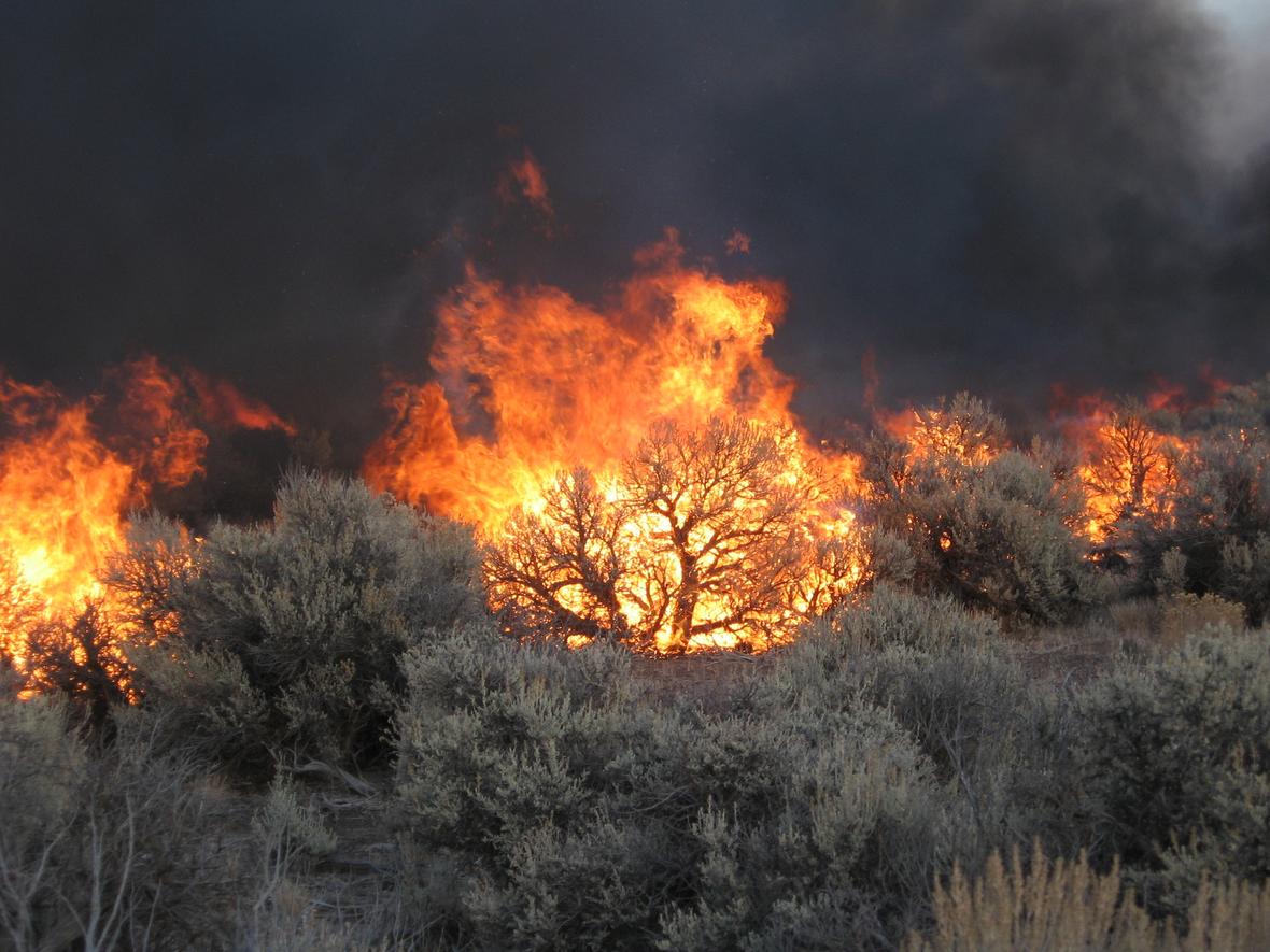 Fires burn sagebrush.