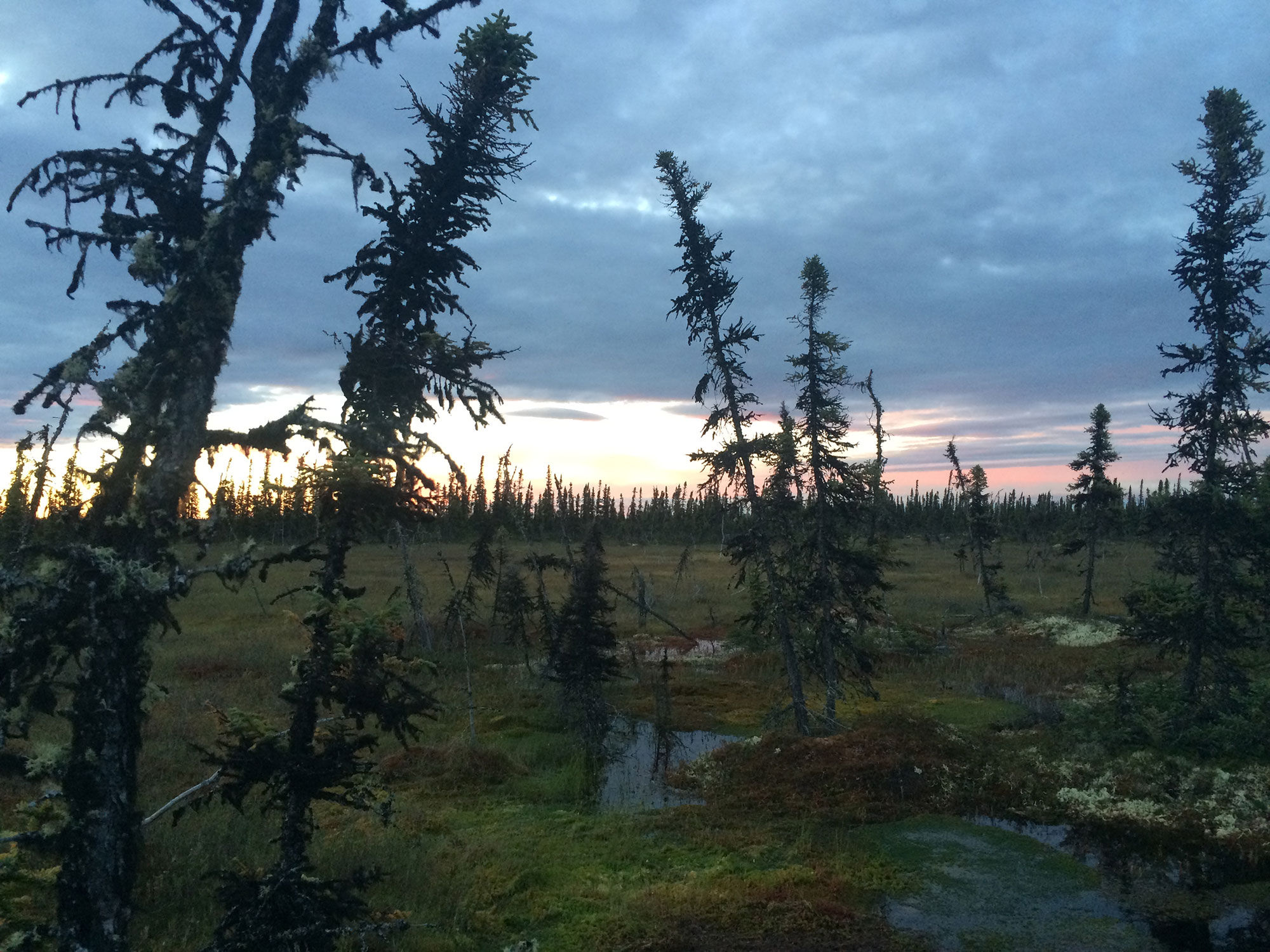 Burned trees in front of a sunrise.