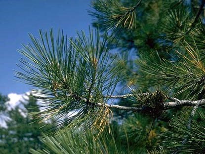 Ponderosa Pine