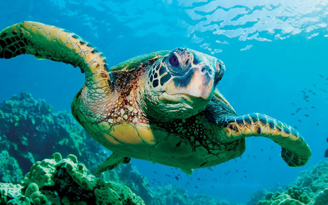 Sea turtle