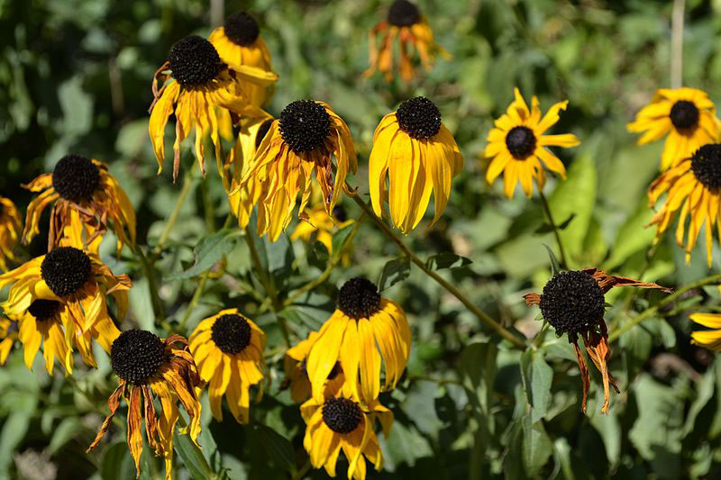 Wilting flowers