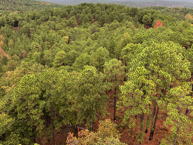 longleaf pine forest