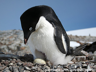 A penguin looking down at an egg it's protecting.