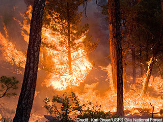 A wildfire burning a forest