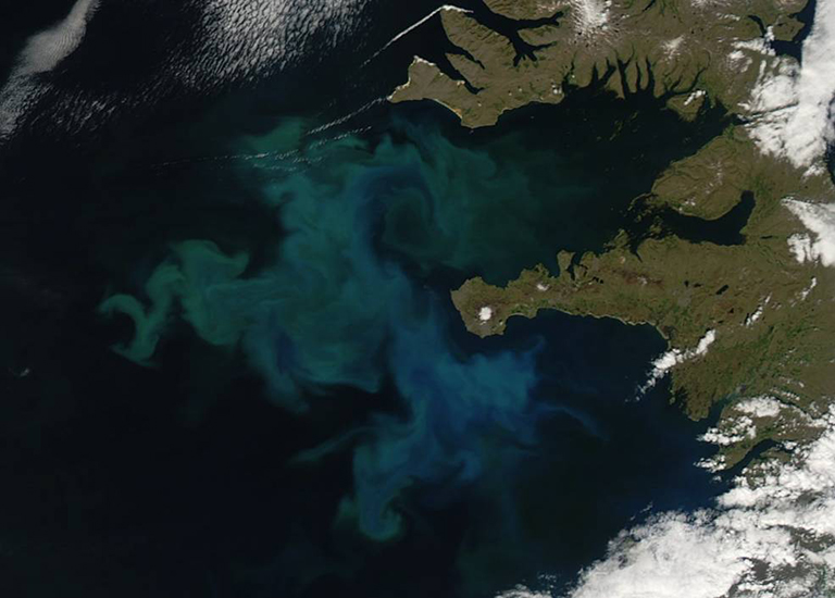 Phytoplankton bloom