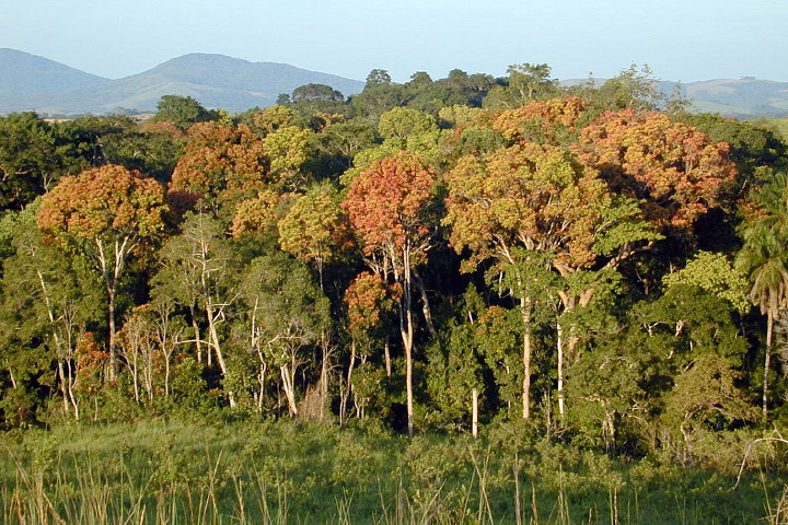 Tropical forest