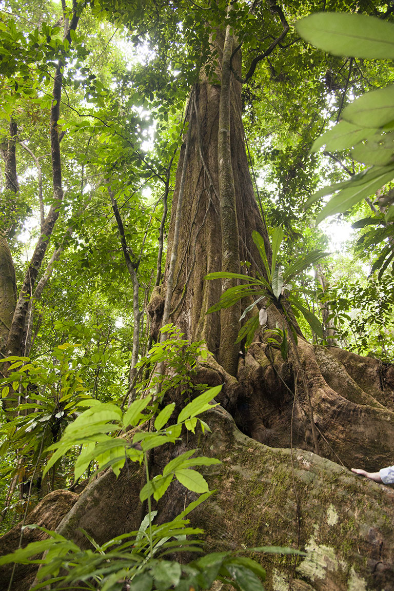 A tall tree in the Mondah National Park, one of the field research sites for NASA's AfriSAR campaign. Credit: NASA/Carla Thomas.