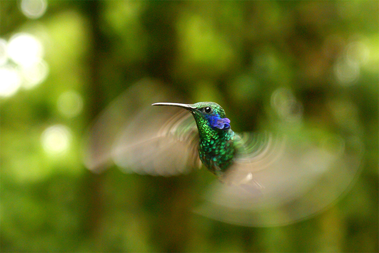 Hummingbird cloud cover 768