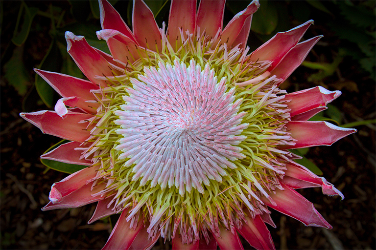 King protea cloud cover 768