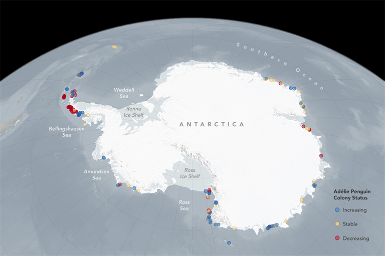 This graphic shows changes to the status of Adélie penguin colonies.