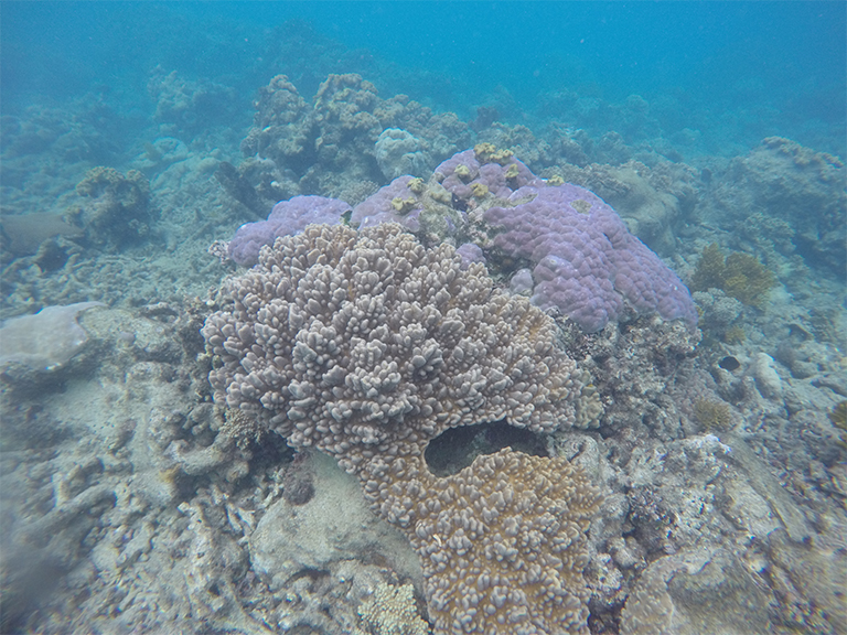 Coral reef bleaching