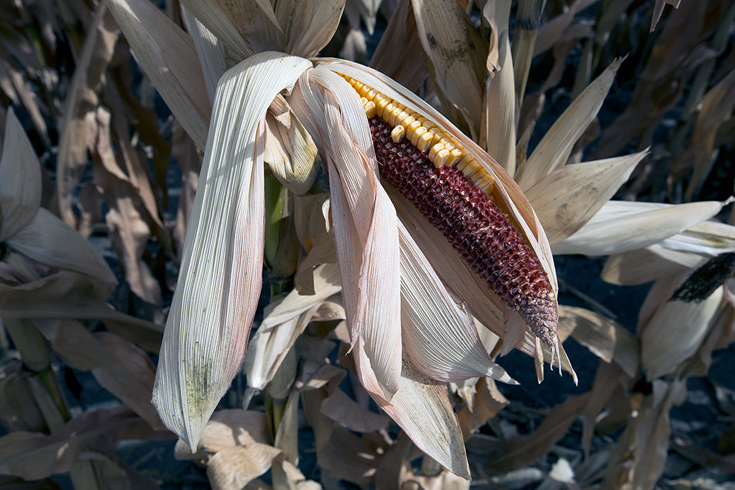 Photo of failed corn crop