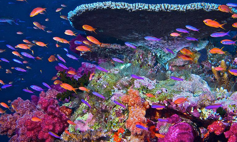 A healthy coral reef. Credit: Jeremy Cohen, Penn State University
