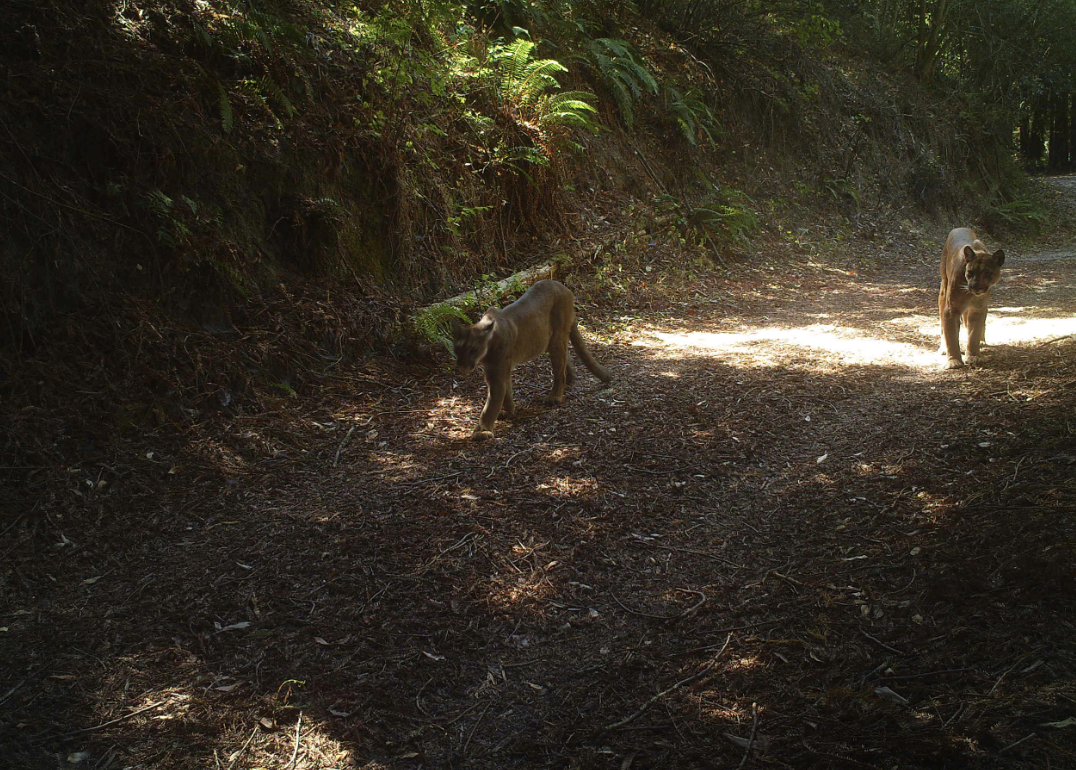 Mountain lions spotted by a trail camera in Star Creek Ranch in Santa Cruz, California. Credit: The Nature Conservancy California Chapter's Omniscape Tool/Aaron Jones
