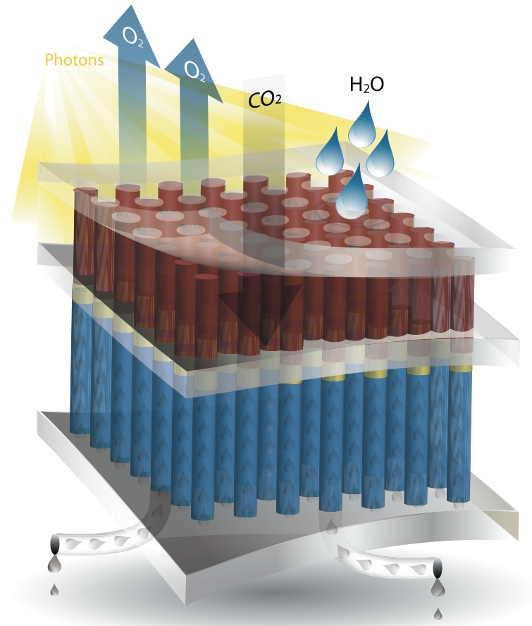 JCAP’s artificial photosynthesis device will probably consist of layers like these. An upper membrane absorbs light, carbon dioxide and water, and allows oxygen to escape. Customized molecules embedded in an inner membrane catalyze reactions that produce the desired fuel, which the base layer wicks away to collectors.