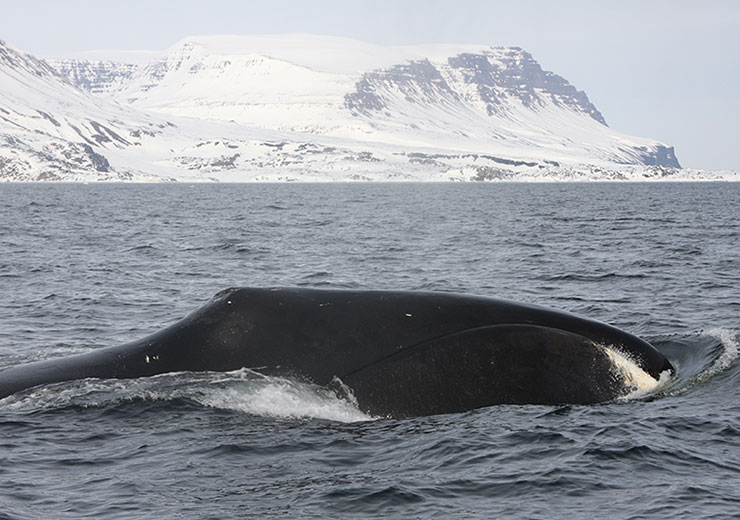 Bowhead whale