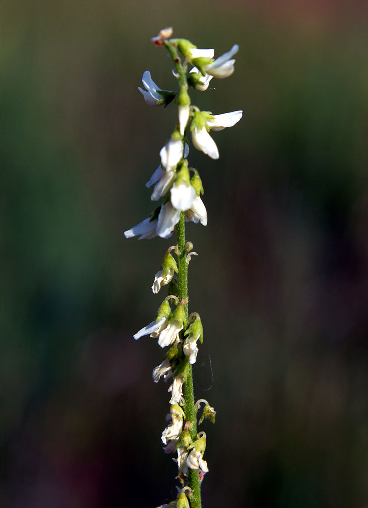 White sweet clover